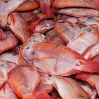 Precio de la mojarra se desplomó para Semana Santa, ¿Dónde comprarla más barata?