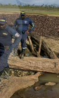 Alerta en Murindó: en el Urabá, miles de peces muertos preocupan a la comunidad