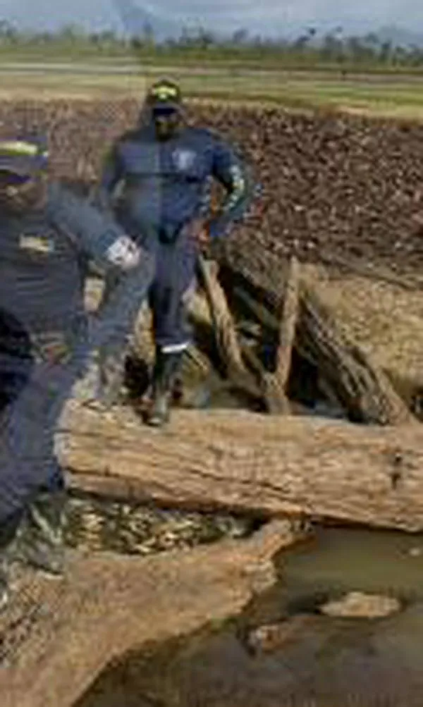 Alerta en Murindó: en el Urabá, miles de peces muertos preocupan a la comunidad