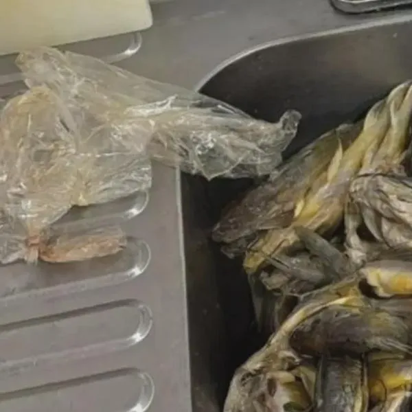 Incautan pescado en mal estado durante operativos de Semana Santa