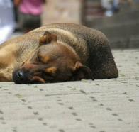 Rescatan a cinco perros que permanecían amarrados de forma permanente en el sur de Bogotá