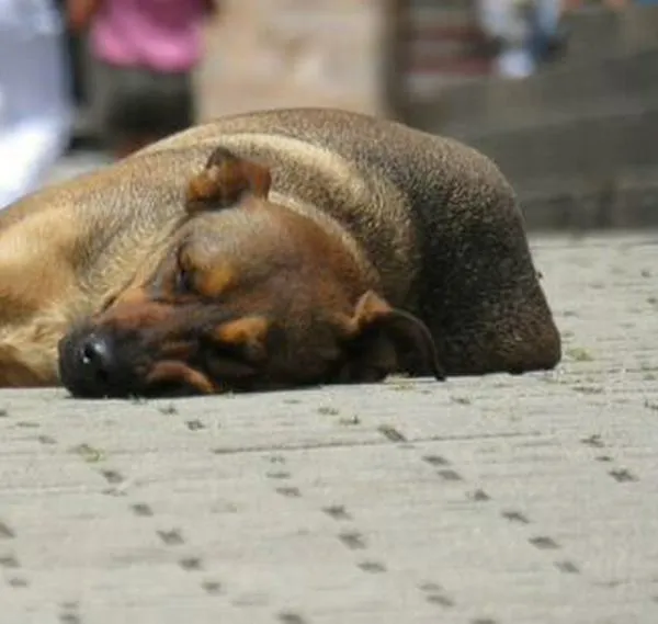 Rescatan a cinco perros que permanecían amarrados de forma permanente en el sur de Bogotá