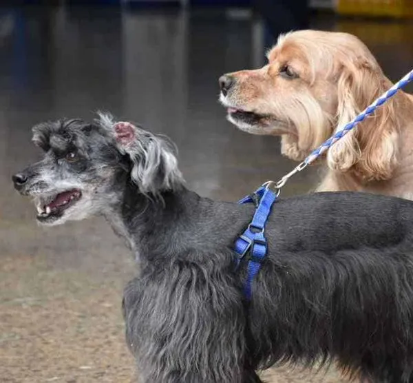 Tener un perro en Colombia puede implicar pagos obligatorios en estos casos 