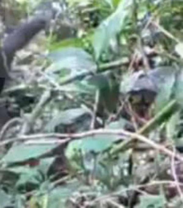 En video | Avistaron a una familia de jaguarundí en Itagüí, un felino poco visto en el país