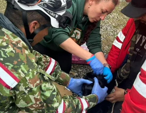 Tras operativo en Monserrate, autoridades atienden perro con lesión grave en el cuello 