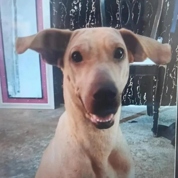 Indignación en Bucaramanga por el caso de mascota asesinada a golpes