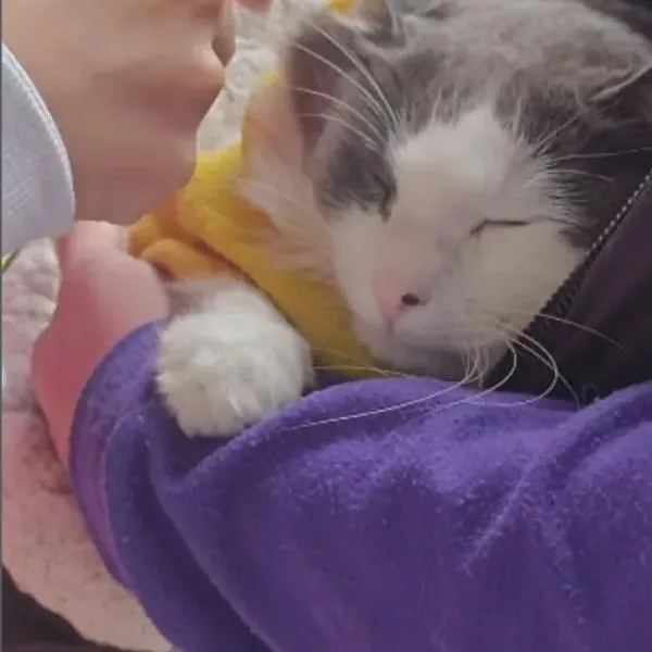 Gato que era utilizado para pedir limosnas en Transmilenio