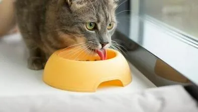¿Su gato no termina la comida? Este nuevo estudio le explica el motivo y qué puede hacer