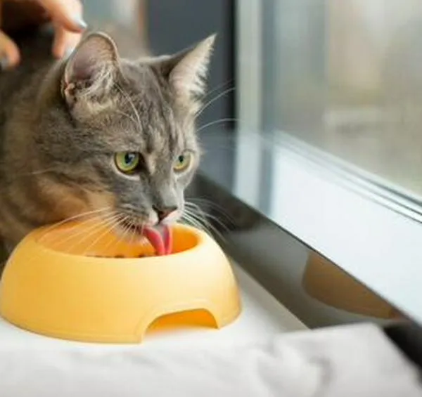 ¿Su gato no termina la comida? Este nuevo estudio le explica el motivo y qué puede hacer
