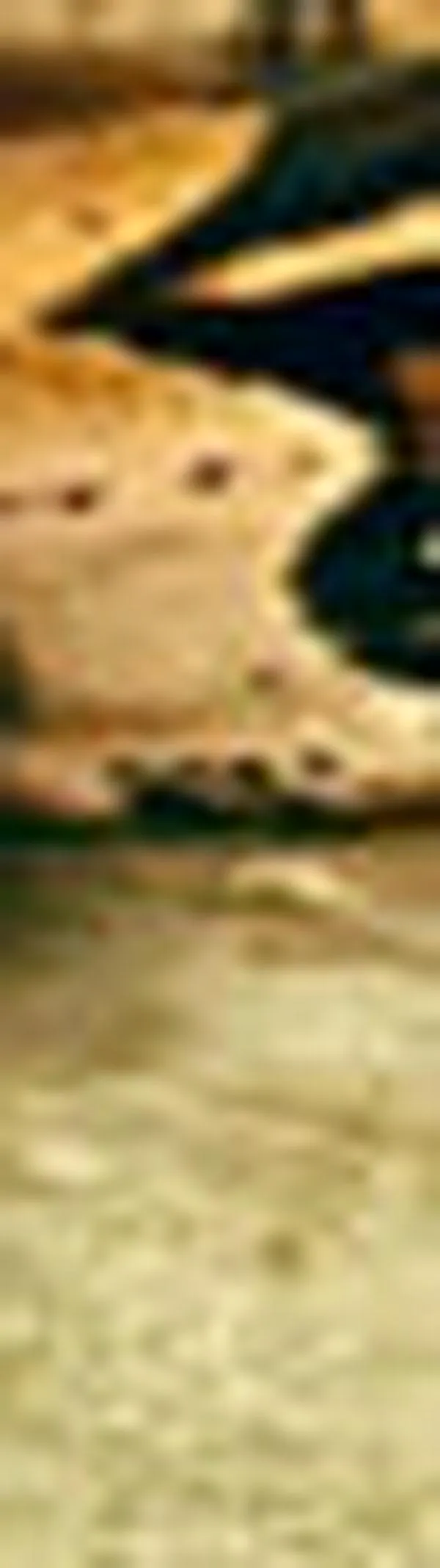 CVC rescata una boa constrictor que era exhibida en redes sociales