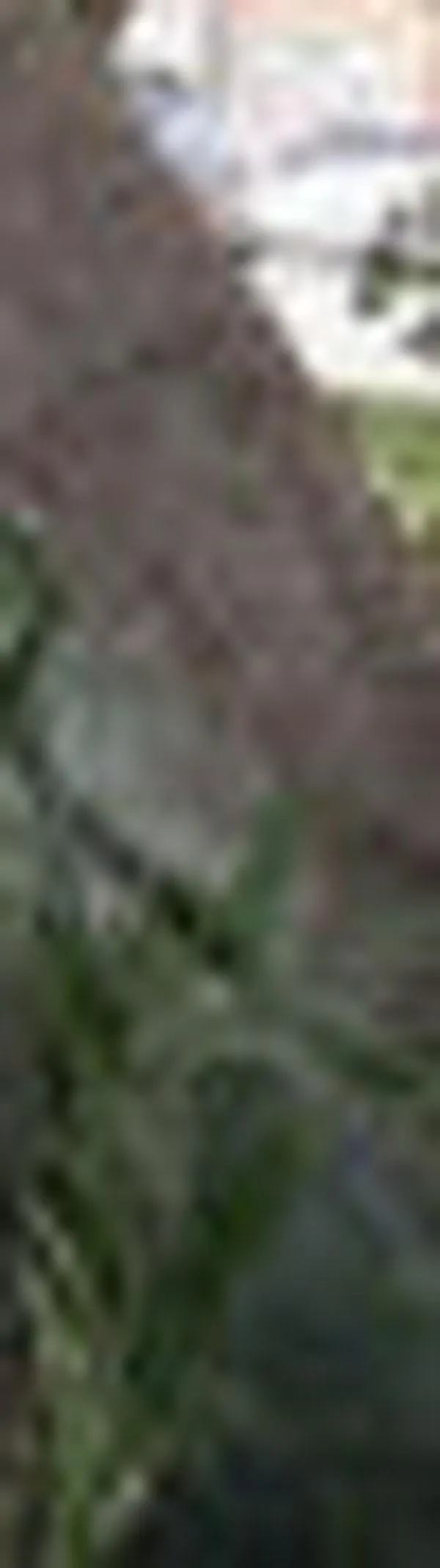 Árboles emblemáticos en Cali son intervenidos por plagas y hongos