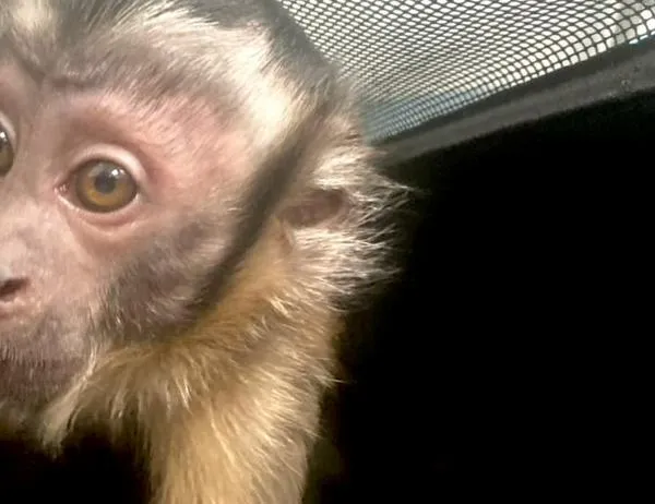 Autoridades ambientales recuperaron 30 animales vivos y 3.4 kilos de productos de fauna silvestre durante Semana Santa  