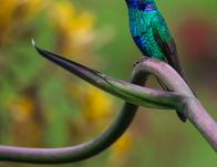 Celebra el Día de las Interacciones Bióticas con el Jardín Botánico este domingo 12 de abril 