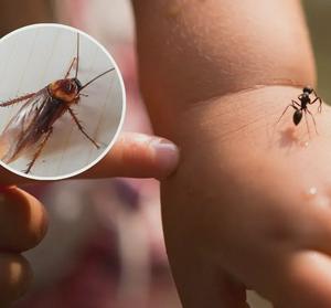 imagen nota inferior