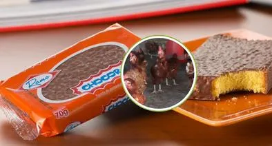 Escándalo por cómo producen el Chocoramo: exponen hacinamiento y "estrés extremo" de animales