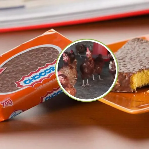 Escándalo por cómo producen el Chocoramo: exponen hacinamiento y "estrés extremo" de animales