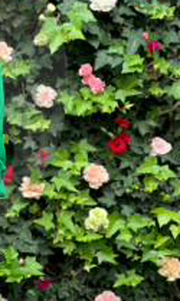 Laura Valdivieso asume la presidencia de Asocolflores en un momento clave para el comercio exterior