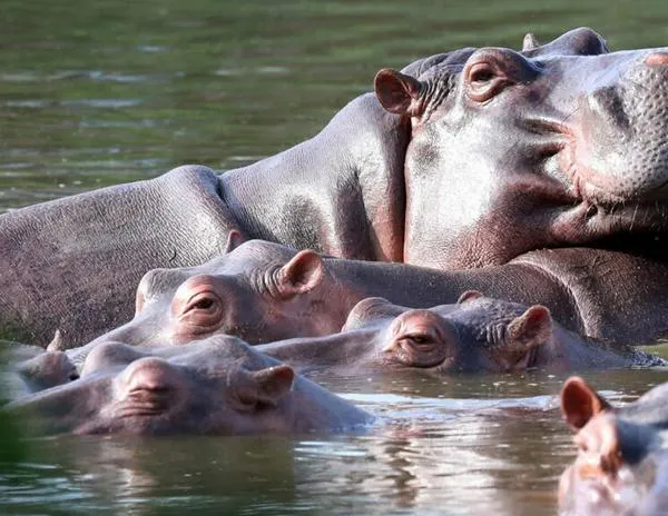 Sacrificarán 80 hipopótamos en Colombia: la solución a una extravagancia de Pablo Escobar