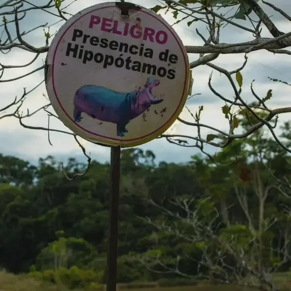 ¿Se los querían llevar a India y México? El plan para sacar los hipopótamos de Colombia que no se aprobó