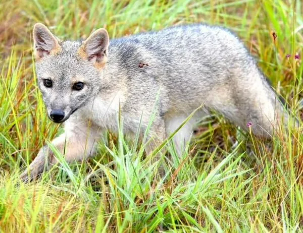 En los últimos 10 años, 75% del avistamiento de mamíferos en humedales se produjo bajo la alcaldía Galán 
