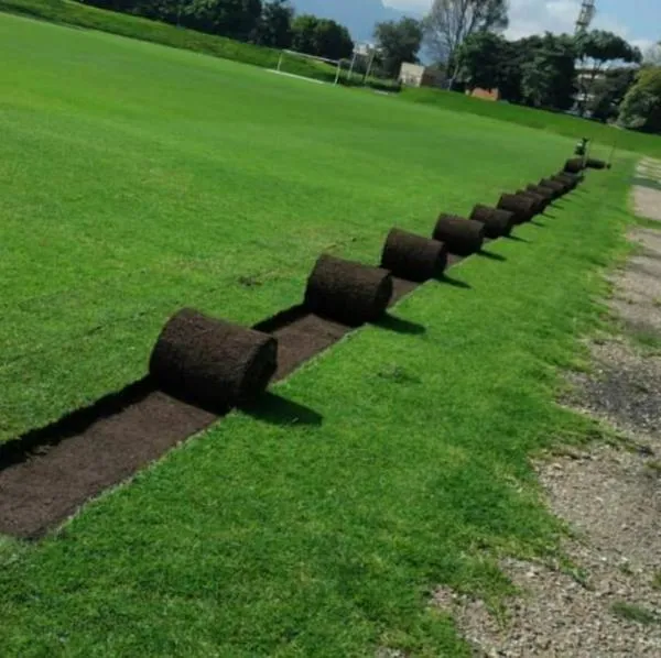 Qué pasará con la grama del Campincito tras obras del nuevo Campín en Bogotá