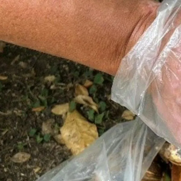 Retiran 300 caracoles africanos en parque ubicado en el norte de Cali