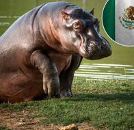 México cerró la puerta al traslado de hipopótamos y MinAmbiente ratificó plan de control en Colombia