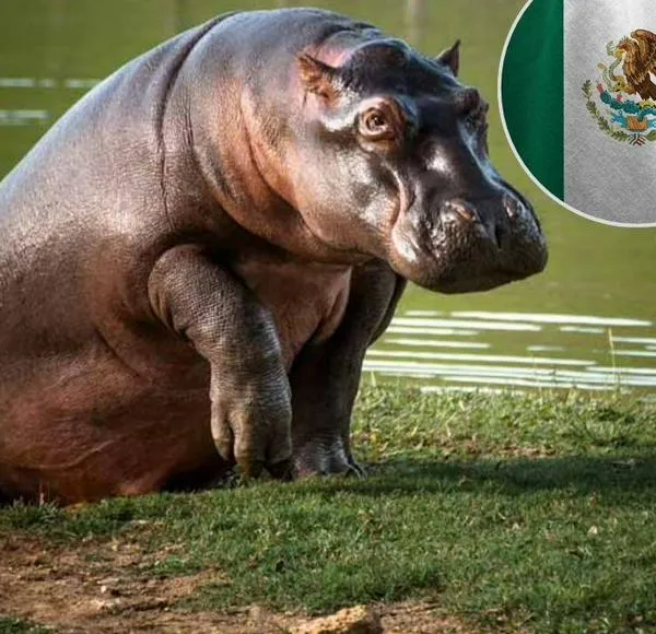 México cerró la puerta al traslado de hipopótamos y MinAmbiente ratificó plan de control en Colombia