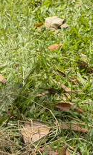 imagen nota inferior