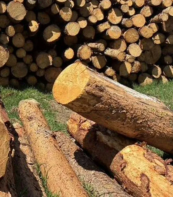 CAR descubre tala ilegal en zona protegida de la Cuenca Alta del río Bogotá, en Chocontá 