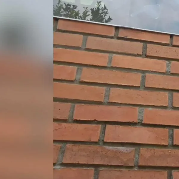 Colisión contra vidrios deja aves muertas en Armenia y enciende debate ambiental