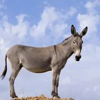 En Argentina están vendiendo carne de burro para comer: es 100 % legal allá