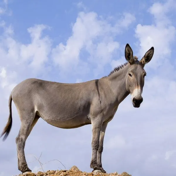 imagen principal home