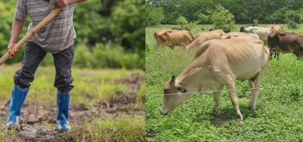 Datos confirman que el campo del Cesar se empobreció: analfabetismo, informalidad y sin agua potable