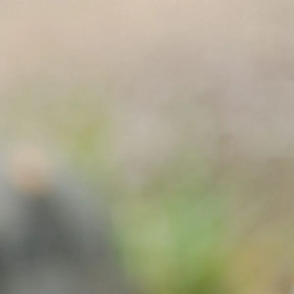 Más de 400 animales silvestres vuelven a la libertad en el Valle del Cauca