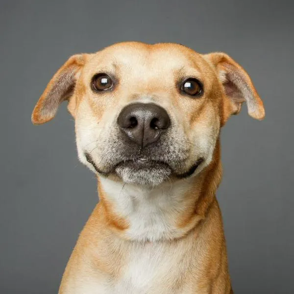 Cómo podrán entrar mascotas a hospitales en Bogotá: así es el cambio en Colombia