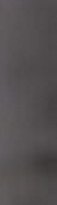 De Firulais a símbolo nacional: perro Caramelo es reconocido como raza representativa mexicana, descubra por qué