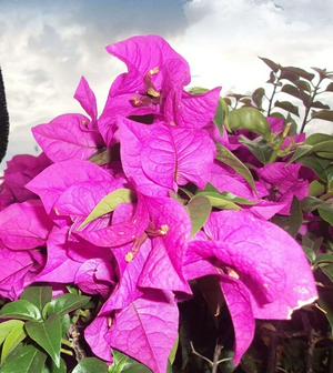 imagen nota inferior