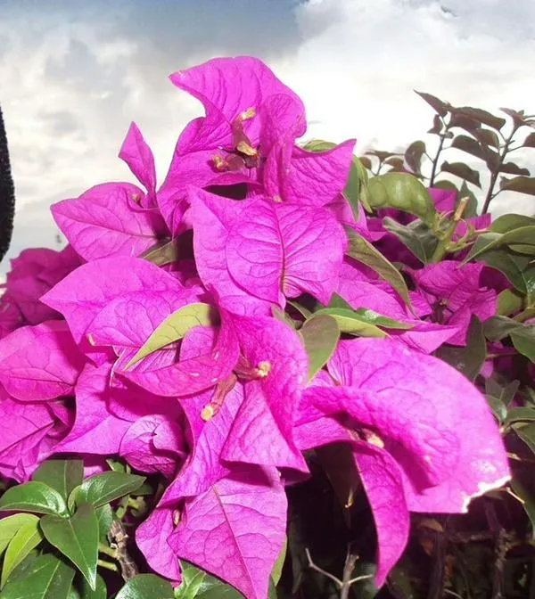 Estas son las nuevas rutas del Desfile de Piloneras del Festival Vallenato 2026 por la carrera novena de Valledupar