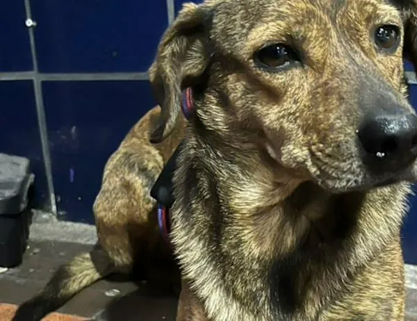 Más de 160 animales encontrados en el portal 'Perros y Gatos Buscan su Hogar' del IDPYBA 