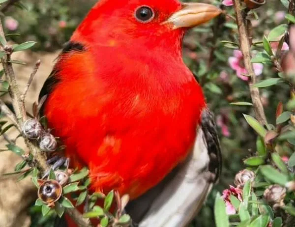 Guías de las aves con sus cantos: la nueva apuesta del Jardín Botánico de Bogotá en los bosques urbanos 