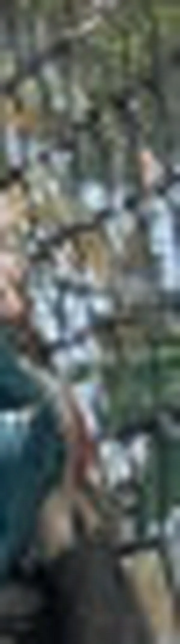 Rescatan ocelotes en Jamundí que eran mantenidos en cautiverio dentro de un establo