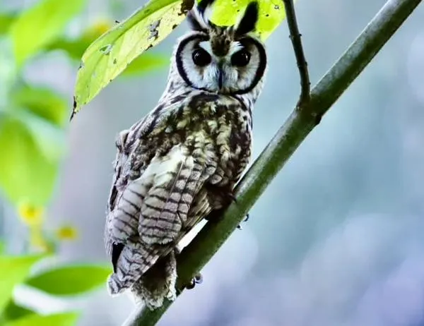 En el Día Internacional de la Tierra, Bogotá le cumple a la biodiversidad 