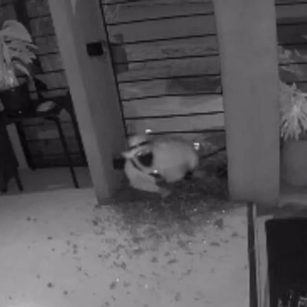 Robo en restaurante de Bogotá quedó en video: fue en menos de 5 minutos