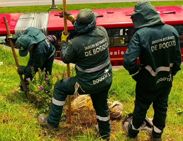 El Dorado es más verde: El Jardín Botánico inició la renaturalización de la avenida más arbolada de Bogotá 