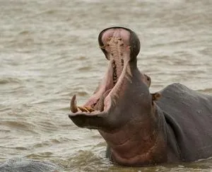 imagen nota inferior