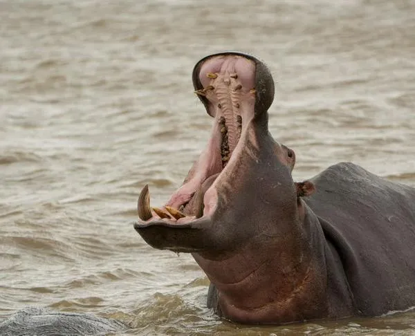 Hijo de un magnate indio se ofreció a recibir los hipopótamos de Colombia