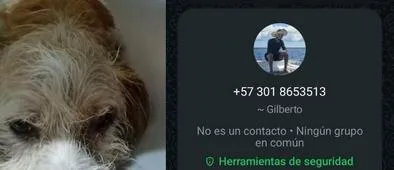Estafaron a mujer que recogía fondos para salvar a su mascota en Ibagué
