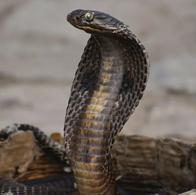 Turista murió por mordedura de serpiente durante espectáculo en hotel de Egipto