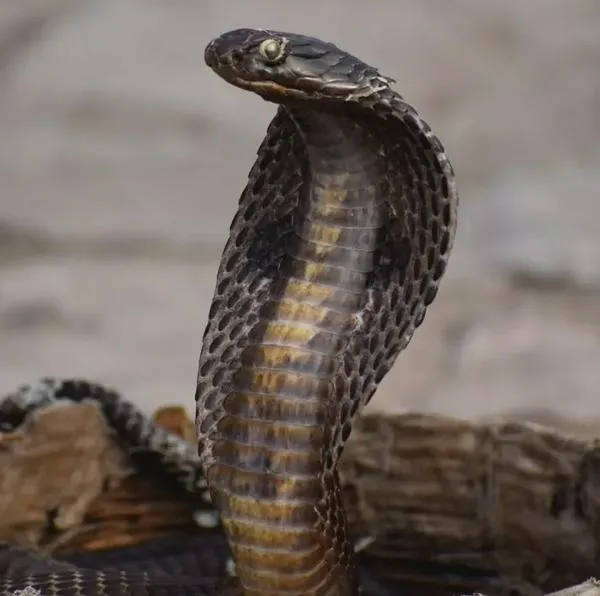 Turista murió por mordedura de serpiente durante espectáculo en hotel de Egipto